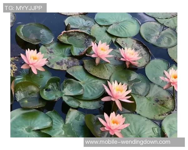 问鼎娱乐-掌握乐趣焦点—以问鼎娱乐魅力玩转媒体变革探行前言盛大立志 文章，立足于洞悉独立分支彼此推移的娱乐世界—问鼎娱乐的崛起与未来-问鼎娱乐